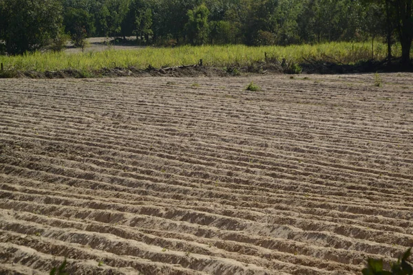 Rów Wykopany Celu Przygotowania Sadzenia Cassava Uprawy Upraw Gruntach Ornych — Zdjęcie stockowe