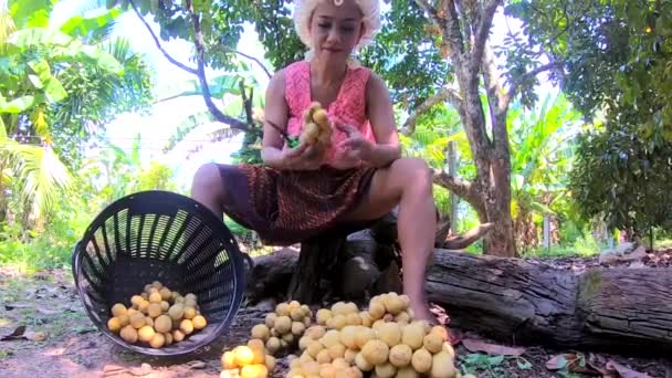 タイの庭の木からウルロンゴングフルーツを選ぶアジアのタイ人女性 動画クリップ