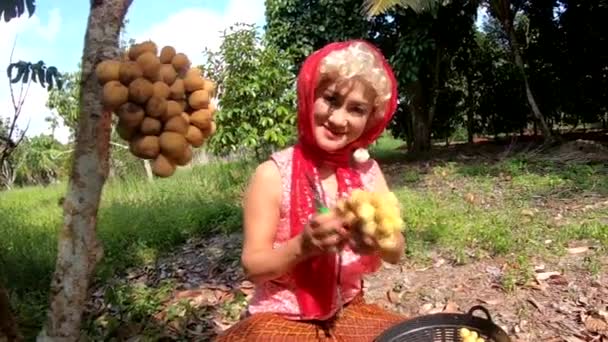 タイの庭の木からウルロンゴングフルーツを選ぶアジアのタイ人女性 ロイヤリティフリーのストック動画