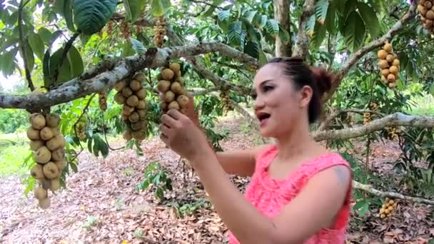 Mulher Tailandesa Asiática Colhendo Wollong Gong Frutas Árvore Jardim Tailândia — Vídeo de Stock