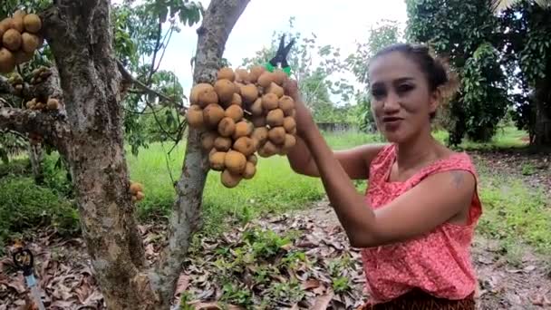 タイの庭の木からウルロンゴングフルーツを選ぶアジアのタイ人女性 ストック動画