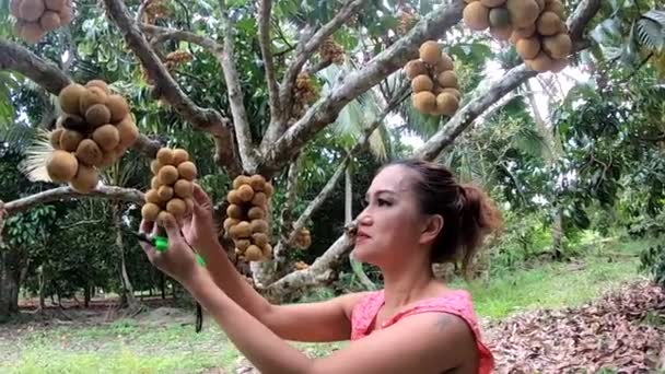 Aziatische Thaise Vrouw Plukken Wollong Gong Vruchten Van Boom Thailand Rechtenvrije Stockvideo's