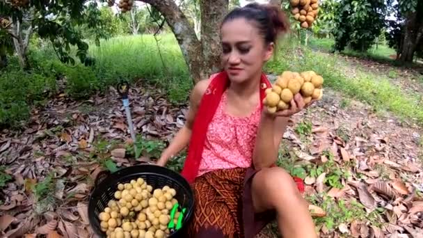 Mulher Tailandesa Asiática Colhendo Wollong Gong Frutas Árvore Jardim Tailândia — Vídeo de Stock