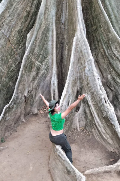 아시아 나무의 바닥에 나무는 관광객들에게 인기있는 명소입니다 우타이타니 — 스톡 사진