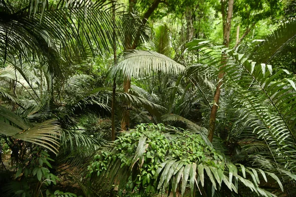 Hup Tat 태국에서 원시림과 비슷한 계곡이다 허파타트는 나무와 이상한 식물들로 — 스톡 사진