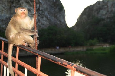 Maymun makağı Tayland 'da dağ ve yeşil doğa geçmişiyle köprüde oturuyor..