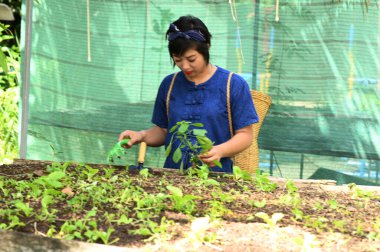 Asyalı güzel bir kadın çocuk odasında hidrofonik sebze yetiştiriyor, tarım ürünü kalitesini kontrol ediyor, modern teknoloji kullanarak modern tarım kavramını kullanıyor..