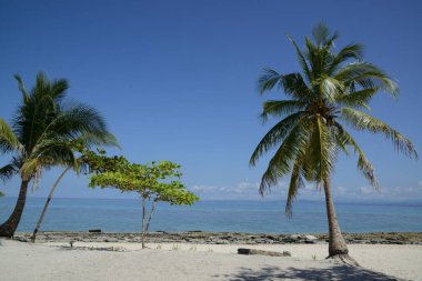 Güneşli, sıcak ve açık bir günde palmiye ağaçları olan güzel beyaz kumsal..