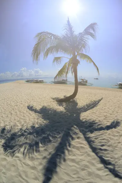Coconut palm trees with shadow and beautiful white sand beach on a sunny, hot, and clear day.