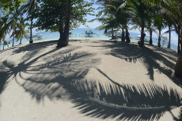 Coconut palm trees with shadow and beautiful white sand beach on a sunny, hot, and clear day.