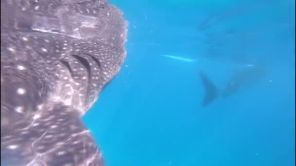 Bálna Cápa Kék Tengeren Fülöp Szigetekről Bálna Cápák Lassú Mozgású Jogdíjmentes Stock Videó