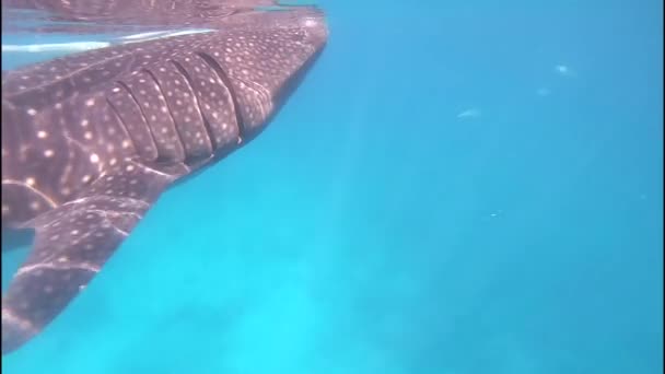 フィリピンからの青い海のクジラサメ クジラのサメは フィルターフィードに餌を与えるゆっくりと動くサメです 彼らは最大の魚であり 5メートルの長さに達しています クジラのサメは 暖かい熱帯の海で見つかりました オープンな海で暮らしています 動画クリップ