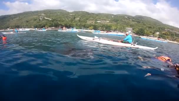 Cebu Philippines January 2020 フィリピンのセブ島オスロブでボートであなたを世話する役員とクジラのサメを見るために 未確認の観光客シュノーケル ロイヤリティフリーストック映像
