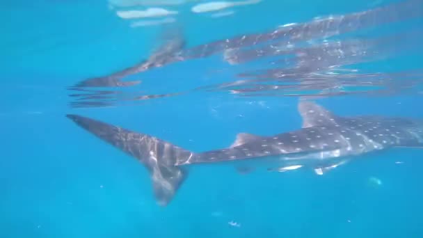 フィリピンからの青い海のクジラサメ クジラのサメは フィルターフィードに餌を与えるゆっくりと動くサメです 彼らは最大の魚であり 5メートルの長さに達しています クジラのサメは 暖かい熱帯の海で見つかりました オープンな海で暮らしています ストック映像