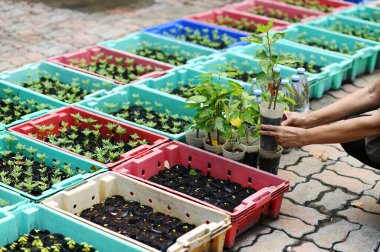 Bahçeye dikmek için arka planda el ele tutuşan dut ağacı. Küresel ısınmayı azaltmak için ağaç dikme, Dünya Çevre Günü Kavramı.