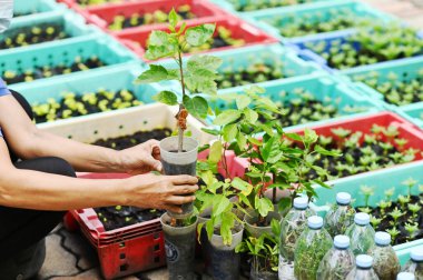 Bahçeye dikmek için arka planda el ele tutuşan dut ağacı. Küresel ısınmayı azaltmak için ağaç dikme, Dünya Çevre Günü Kavramı.