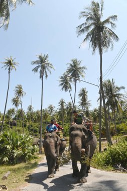 Pattani, Tayland - 25 Şubat 2024: Mahout ve fil, 25 Şubat 2024 tarihinde, turistleri bir filin arka koltuğuna oturtmaya başladı. Tayland 'daki Kae Khae Sahili' nde..