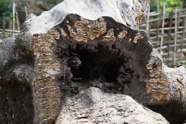 Devrilmiş bir ağacın gövdesi. Yaşlı ağaç. Çok eski. Çatlak ahşap. Ölü tahta. Devrilen ağaçlardaki çatlaklar.
