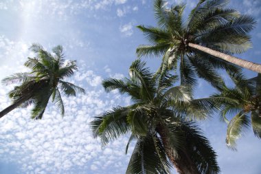 Beyaz bulutların altında bir grup hindistan cevizi ağacı ve mavi gökyüzü güneşli bir günde mavi arkaplan.