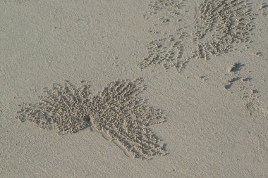 Sahilde yengeç izleri var..