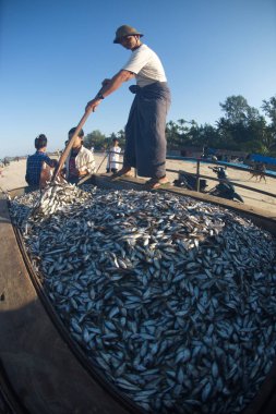 THANDWE , MYANMAR - DECEMBER 10 , 2018 : An unidentified Workers sweep and spread of Indian anchovies into a pickup truck for to dry on Ngapali beach village. Located on the Bay of Bengal in Rakhine State. clipart