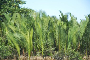 Green nipa palm (Nypa fruticans) forest with blue sky background. Nypa fruticans also known as the nipa palm or mangrove palm and grow in soft mud and slow-moving tidal and river waters. clipart