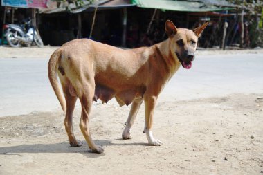 Bir anne köpek yol kenarında aç..