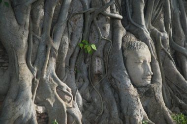 Wat Mahathat 'da ağaç kökleri içinde ünlü Buda başı çok önemli bir tapınak olarak kabul edilir Tayland' daki Ayutthaya Tarih Parkındaki Unesco Dünya Mirası Alanı 'dır..