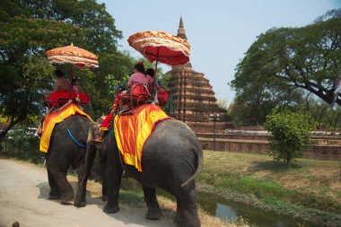 AYUTTHAYA, THAILAND - 13 Nisan 2024: Phra Nakhon Si Ayutthaya fil kampında fillere binen turistler. Turistler arasında çok popülerdir ve burası en çok ziyaret edilen şehirlerden biridir..