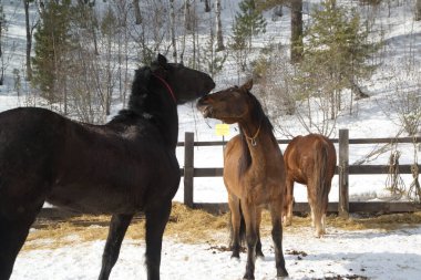 Baykal At Biniciliği ve Turizm Merkezi 'nde iki siyah ve kahverengi mutlu at birlikte oynuyor..