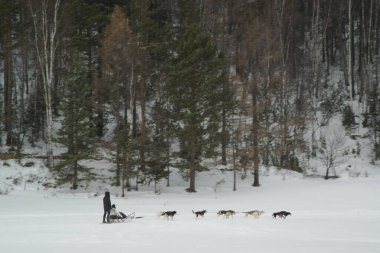 LISTVYANKA, RUSSIA - 11 Mart 2020: Baykal Köpek Kızağı Merkezi 'nde kimliği belirsiz bir operatör ve turistler bir köpek kızağı kullanıyor. Kullanılan köpek cinsleri 