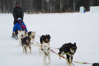 LISTVYANKA, RUSSIA - 11 Mart 2020: Baykal Köpek Kızağı Merkezi 'nde kimliği belirsiz bir operatör ve turistler bir köpek kızağı kullanıyor. Kullanılan köpek cinsleri 