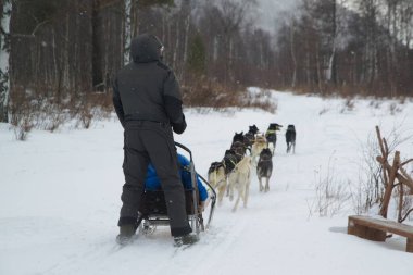 LISTVYANKA, RUSSIA - 11 Mart 2020: Baykal Köpek Kızağı Merkezi 'nde kimliği belirsiz bir operatör ve turistler bir köpek kızağı kullanıyor. Kullanılan köpek cinsleri 