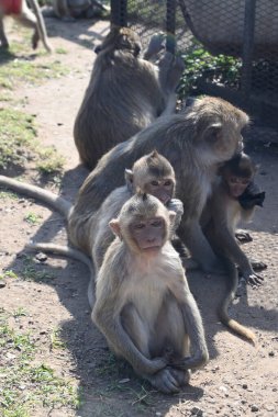 Bir grup maymun aile üyesi dışarıda, yerde oturuyor..