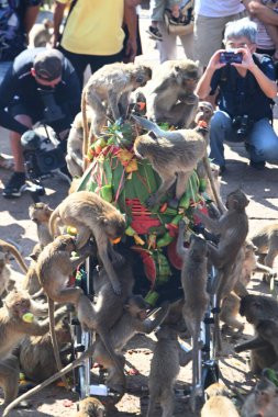 LOPBURI, THAILAND - 28 Kasım 2022: Maymunlar, Phra Prang Sam Yod Tapınağı 'ndaki Maymun Partisi' nde teşekkür etmek için getirdikleri yerel meyve, sebze, salata, yumurta, tatlı yemeyi seviyorlar..