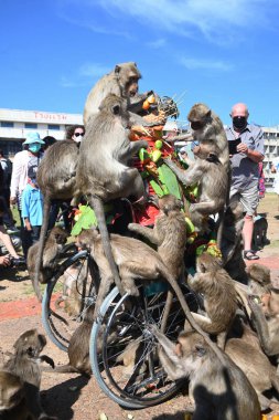 LOPBURI, THAILAND - 28 Kasım 2022: Maymunlar, Phra Prang Sam Yod Tapınağı 'ndaki Maymun Partisi' nde teşekkür etmek için getirdikleri yerel meyve, sebze, salata, yumurta, tatlı yemeyi seviyorlar..