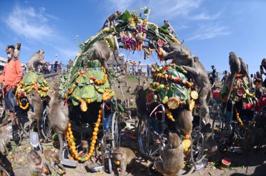 LOPBURI, THAILAND - 28 Kasım 2022: Maymunlar, Phra Prang Sam Yod Tapınağı 'ndaki Maymun Partisi' nde teşekkür etmek için getirdikleri yerel meyve, sebze, salata, yumurta, tatlı yemeyi seviyorlar..