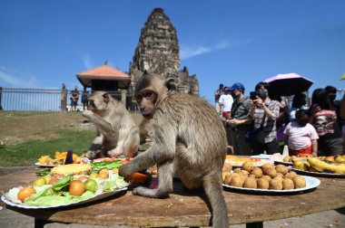 LOPBURI, THAILAND - 28 Kasım 2022: Maymunlar, Phra Prang Sam Yod Tapınağı 'ndaki Maymun Partisi' nde teşekkür etmek için getirdikleri yerel meyve, sebze, salata, yumurta, tatlı yemeyi seviyorlar..