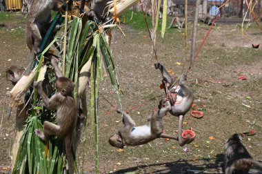 Maymunlar yerel meyve, sebze, salata, yumurta yemeyi seviyor. Bu da insanları Phra Prang Sam Yod Tapınağı 'ndaki Maymun partisinde teşekkür etmeye getiriyor. Lopburi şehri..