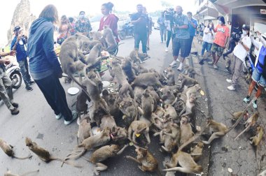 LOPBURI, THAILAND - 28 Kasım 2022: Maymunlar, Phra Prang Sam Yod Tapınağı 'ndaki Maymun Partisi' nde teşekkür etmek için getirdikleri yerel meyve, sebze, salata, yumurta, tatlı yemeyi seviyorlar..