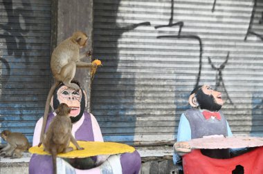 Maymunlar yerel meyve, sebze, salata, yumurta yemeyi seviyor. Bu da insanları Phra Prang Sam Yod Tapınağı 'ndaki Maymun partisinde teşekkür etmeye getiriyor. Lopburi şehri..