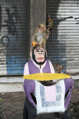 Maymunlar yerel meyve, sebze, salata, yumurta yemeyi seviyor. Bu da insanları Phra Prang Sam Yod Tapınağı 'ndaki Maymun partisinde teşekkür etmeye getiriyor. Lopburi şehri..