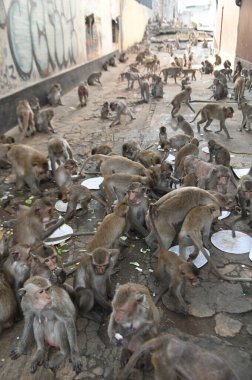 Maymunlar yerel meyve, sebze, salata, yumurta yemeyi seviyor. Bu da insanları Phra Prang Sam Yod Tapınağı 'ndaki Maymun partisinde teşekkür etmeye getiriyor. Lopburi şehri..