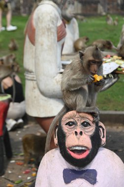 Maymunlar yerel meyve, sebze, salata, yumurta yemeyi seviyor. Bu da insanları Phra Prang Sam Yod Tapınağı 'ndaki Maymun partisinde teşekkür etmeye getiriyor. Lopburi şehri..