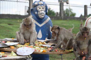 Maymunlar yerel meyve, sebze, salata, yumurta yemeyi seviyor. Bu da insanları Phra Prang Sam Yod Tapınağı 'ndaki Maymun partisinde teşekkür etmeye getiriyor. Lopburi şehri..