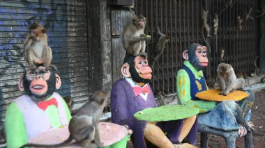 Maymunlar yerel meyve, sebze, salata, yumurta yemeyi seviyor. Bu da insanları Phra Prang Sam Yod Tapınağı 'ndaki Maymun partisinde teşekkür etmeye getiriyor. Lopburi şehri..