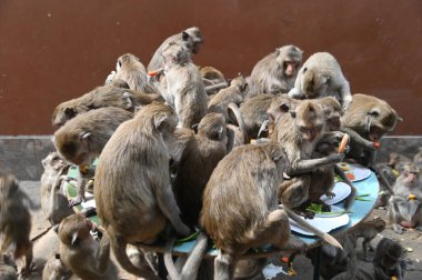 Maymunlar yerel meyve, sebze, salata, yumurta yemeyi seviyor. Bu da insanları Phra Prang Sam Yod Tapınağı 'ndaki Maymun partisinde teşekkür etmeye getiriyor. Lopburi şehri..