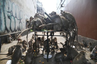 Maymunlar yerel meyve, sebze, salata, yumurta yemeyi seviyor. Bu da insanları Phra Prang Sam Yod Tapınağı 'ndaki Maymun partisinde teşekkür etmeye getiriyor. Lopburi şehri..