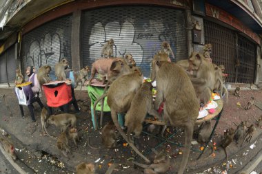 Maymunlar yerel meyve, sebze, salata, yumurta yemeyi seviyor. Bu da insanları Phra Prang Sam Yod Tapınağı 'ndaki Maymun partisinde teşekkür etmeye getiriyor. Lopburi şehri..