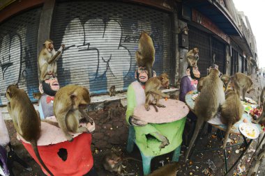 Maymunlar yerel meyve, sebze, salata, yumurta yemeyi seviyor. Bu da insanları Phra Prang Sam Yod Tapınağı 'ndaki Maymun partisinde teşekkür etmeye getiriyor. Lopburi şehri..